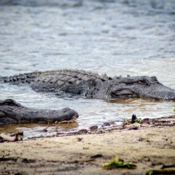 Lazy Alligators