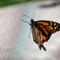 Monarch Butterfly
