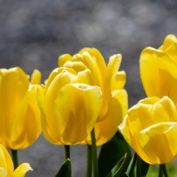 Yellow Tulips