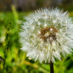 Dandelion