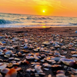 Sea Shells