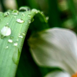 Water drops