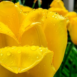 Yellow Flower