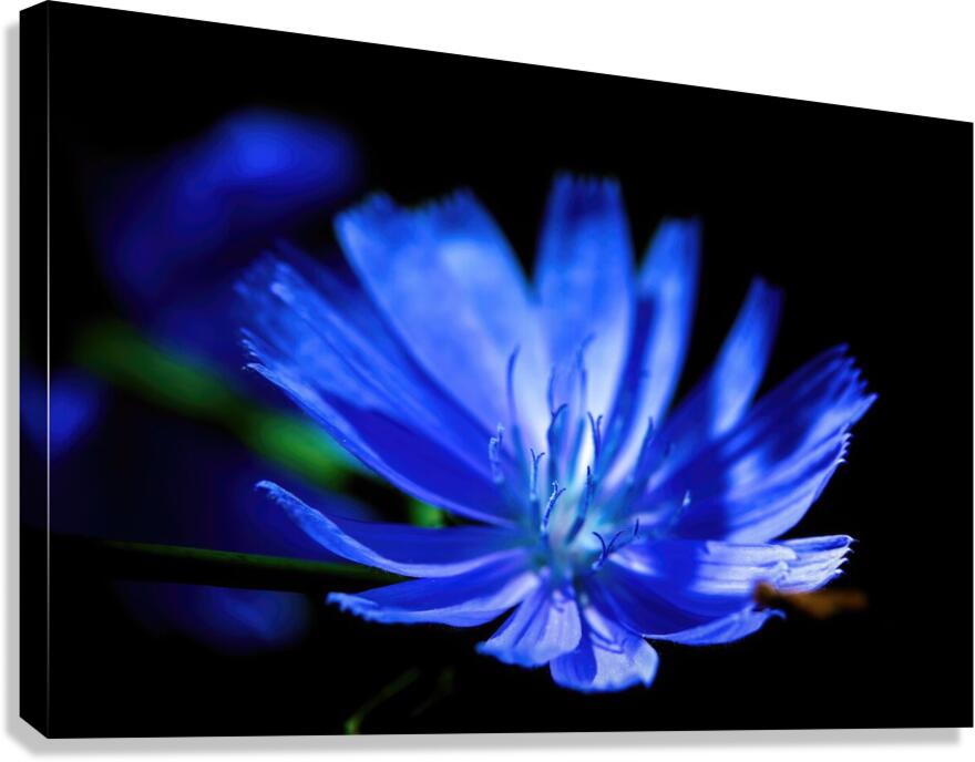 blue Canvas Print