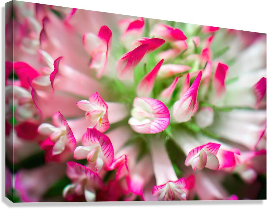 up close Canvas Print