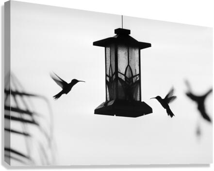 two birds Canvas Print