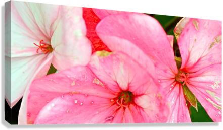 petal blend Canvas Print