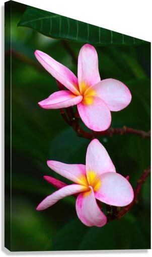 two pink Canvas Print