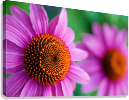 sunflowers Canvas Print