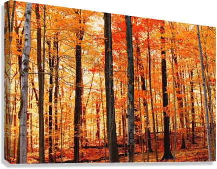 in fall Canvas Print