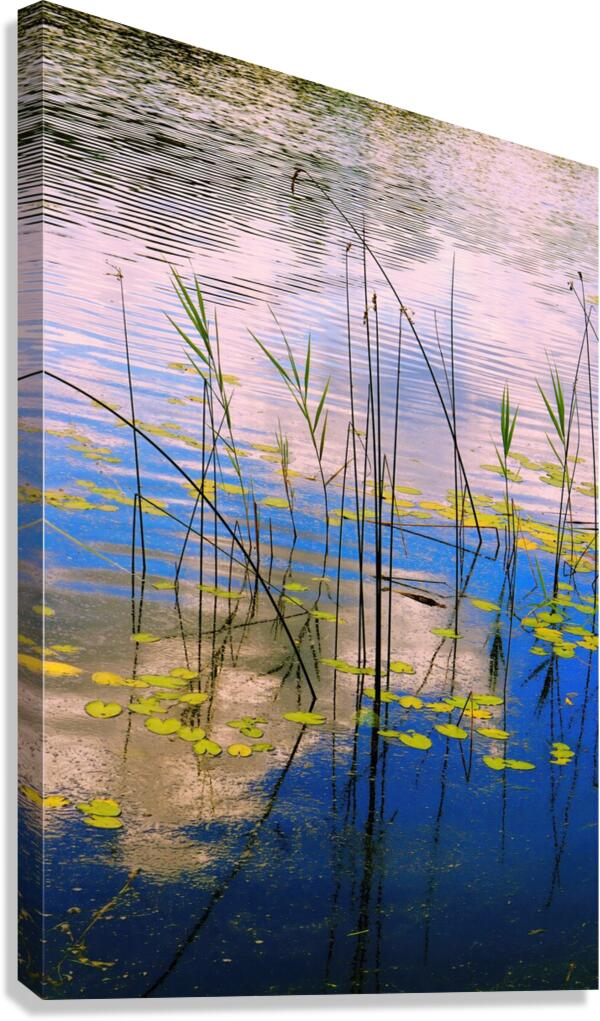 the pond Canvas Print