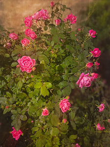 Roses by my Window