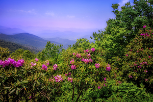 Roan Mountain Tennessee Rhododendrons in Bloom