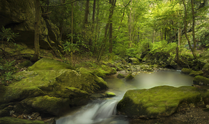 Rocky Fork Scenic Beauty in Unicoi County Tennessee