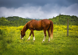 Quiet Before the Storm in Appalachian Highlands by Shelia Hunt Photography