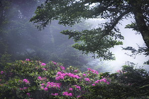Blue Ridge Parkway Rhododendrons – North Carolina