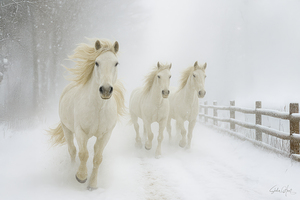 White Horses in Winter Snow