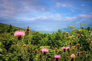 Scenic Blue Ridge Mountains with Pink Thistle Flowers