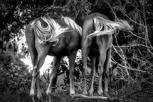 Timeless Elegance Two Horses Grazing on an Appalachian Farm