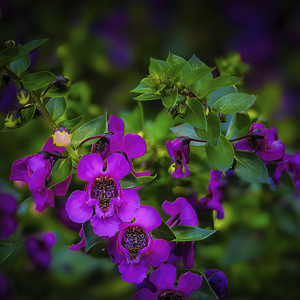 Angelonia Wildflowers in Northeast Tennessee