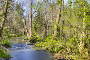 Fall Creek in Tennessee – Smooth Waters and Lush Greenery in Early Spring
