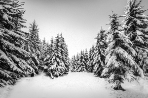 Snowy Winter Scene on Roan Mountain Tennessee – Black and White