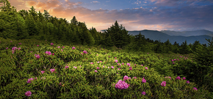 Blue Ridge Parkway Rhododendrons at Sunrise