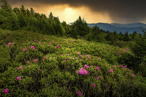 Blue Ridge Parkway NC Rhododendrons After Storm