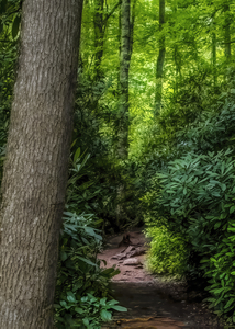 The Appalachian Trail vertical view
