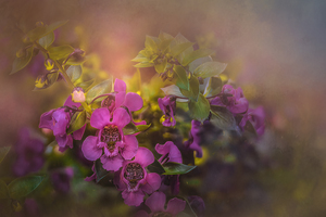 Angel Delight in Bloom