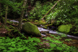 Little Brook on the Appalachian Trail