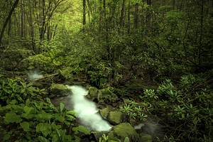 In the Hollows of the Blue Ridge Mountains