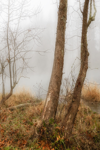 Foggy Morning on South Fork II