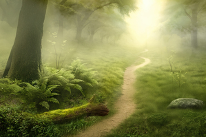 Blue Ridge Mountains NC Foggy Woodland Path