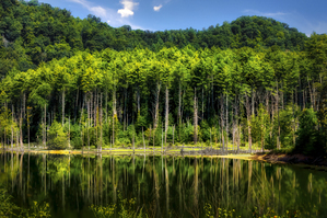 Reflections in Nature