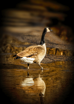 Portrait of a Goose