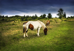 Grayson Highlands Wild Ponies under Stormy Skies by Shelia Hunt Photography