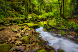 Early Morning on Rocky Fork