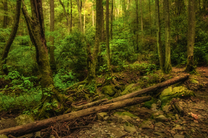 Springtime in the Cherokee National Forest