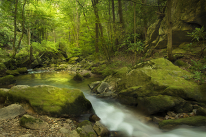 A Journey through Nature