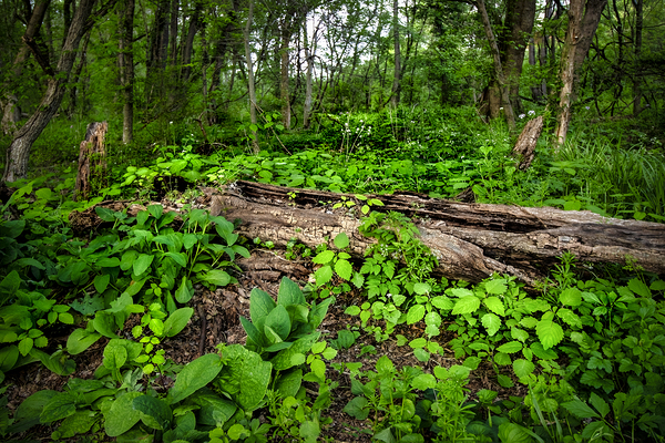 Appalachian Forest Print