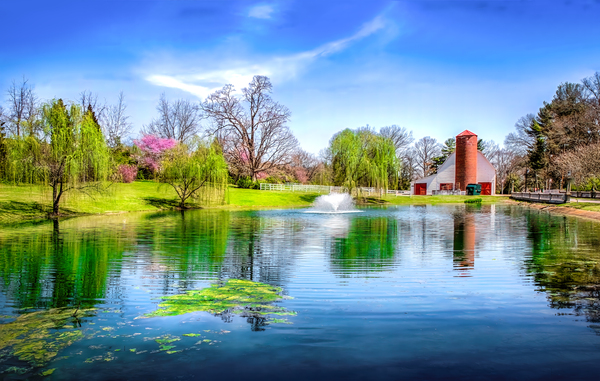 Allandale Lake in Spring Print