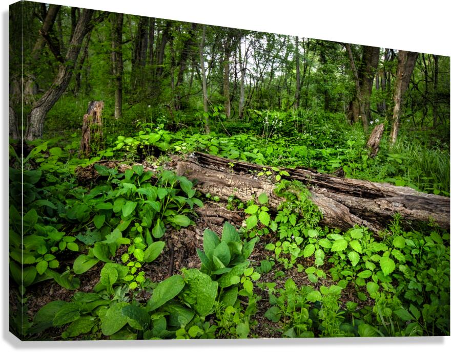 Appalachian Forest Canvas Print
