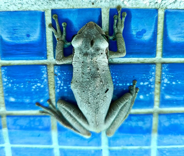 The Frog  by davidjohns