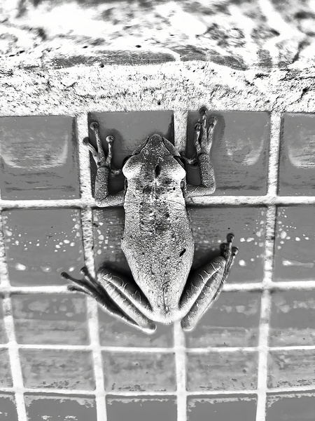 The Frog Black & White by davidjohns