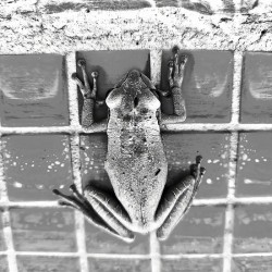 The Frog Black & White