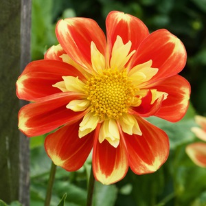 Dahlia