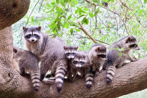 Rocky and family