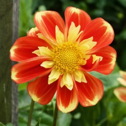 Dahlia