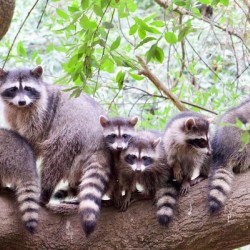 Rocky and family